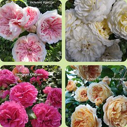 ��������, �����������, 55 ���