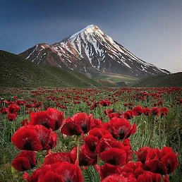 �����, ������, 38 ���