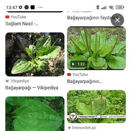 Vqar, ����, 46 ���