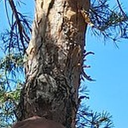 ������, ������, 57 ���