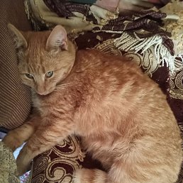 ���� ����, ���������, 54 ���� - ��������� 16 ������� 2023