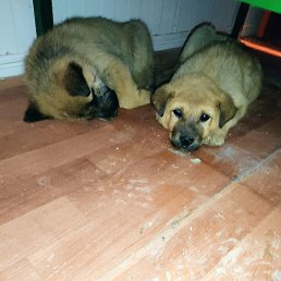 Azer, ����, 36 ���