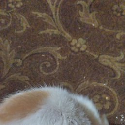 �����, �����, 37 ���