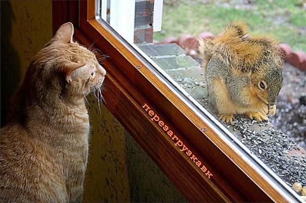 ПИСМА ЛЮПВИ.(любовная переписка случайно найденная в мусорке) Письмо первое. Полное надежд."Ты ...
