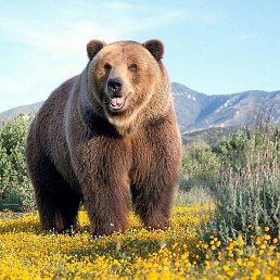 ���������, ���, 47 ���