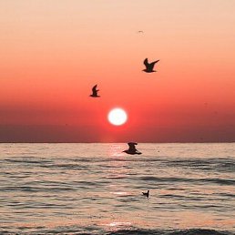 �������, ������������, 61 ���