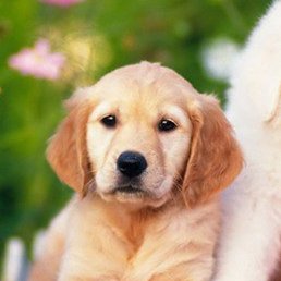 ������, �����, 38 ���