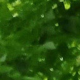 ��������, �������, 62 ����