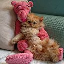 ���� �����, ������, 55 ��� - ��������� 16 ����� 2023 � ������ ���� ����������