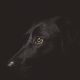 �����, ��������, 40 ���