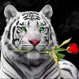 Pascale, �����������, 41 ���