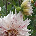 ���� ����, �������, 54 ���� - ��������� 8 ����� 2023