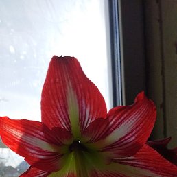 �����, ������, 35 ���