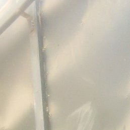 Alicencaza, ������, 43 ����