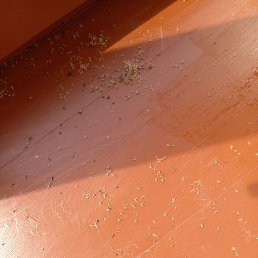 �����, ����, 52 ����