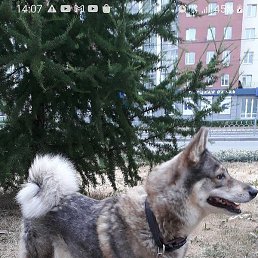 ������, ������������, 61 ���