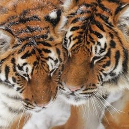 ���� ������, ���������, 54 ���� - ��������� 7 �������� 2023