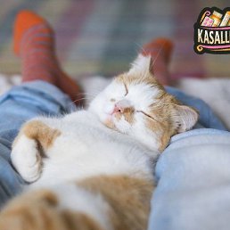 ������, �����, 37 ���