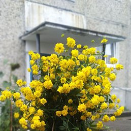 ��������, �����-���������, 57 ���