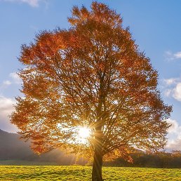 ���������, �����-���������, 40 ���