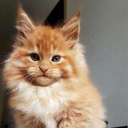 ���� ������, �������, 42 ���� - ��������� 4 ������� 2023