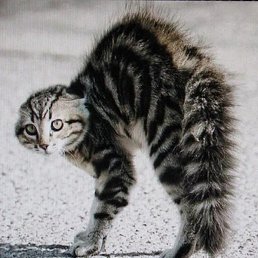 ����, ���������, 74 ����