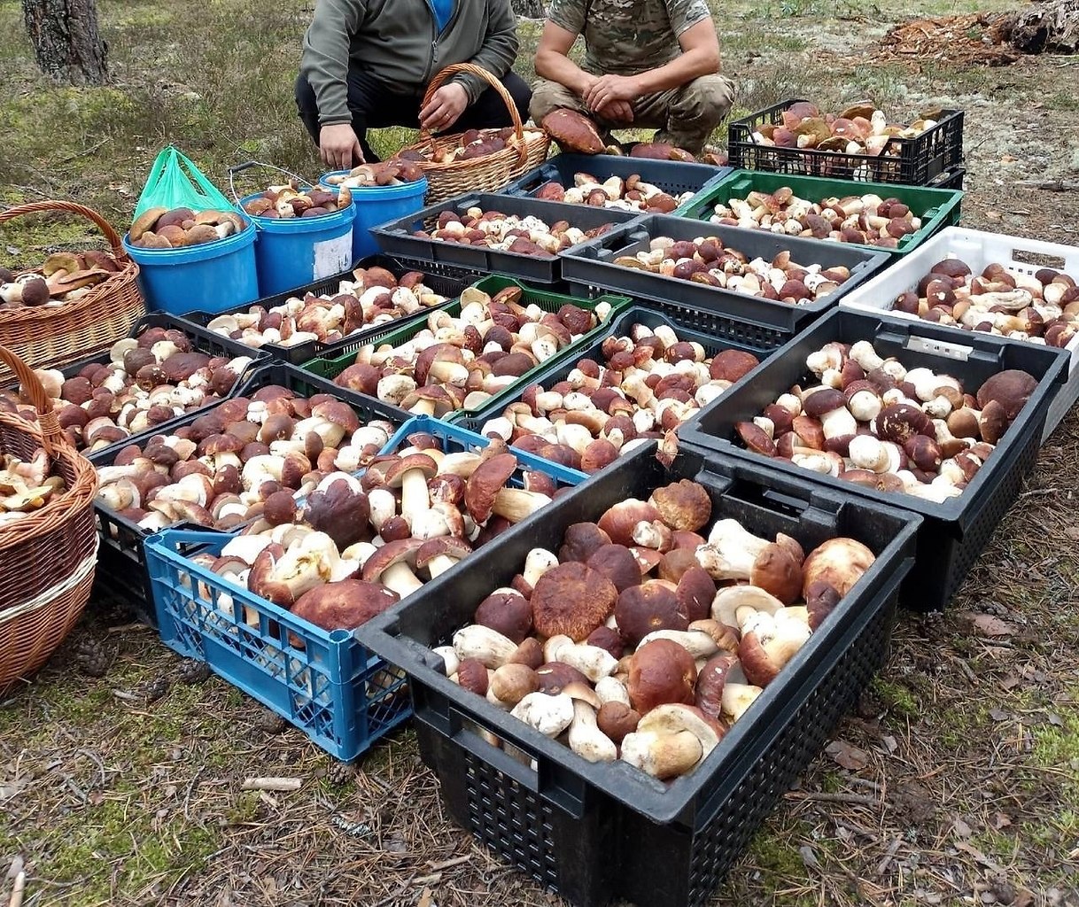 Грибы в карелии. Грибные места. Грибы спб. Куда съездить за грибами в спб. Грибы в карелии.