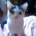 ���� ����, �����-���������, 40 ��� - ��������� 8 ���� 2023 � ������ ���� ����������