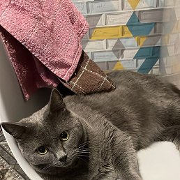 ��������, ������, 44 ����