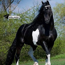 ����, ������, 36 ���