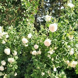 ���� �����, ������, 51 ��� - ��������� 30 ��� 2023