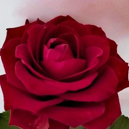  , , 37 