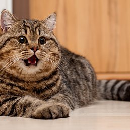 ����� ���������, �����, 35 ���