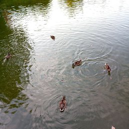 �������, ������, 57 ���