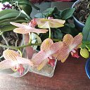 ���� �������, ��������, 60 ��� - ��������� 2 ���� 2023 � ������ ���� ����������