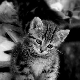 ����, �����, 31 ���