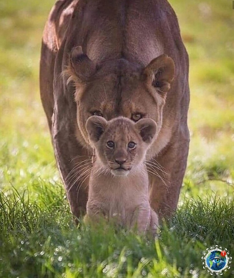  ao e cpao.  