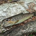 ���� Michail, ������, 42 ���� - ��������� 7 ������� 2023 � ������ ���� ����������