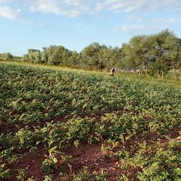 Hakan, ������, 38 ���