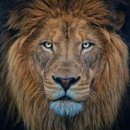 ����, ����������, 32 ����