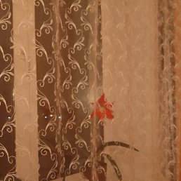 ���� ������, �����, 58 ��� - ��������� 12 ���� 2023