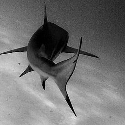 Flash, ������, 31 ���