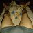 ���� Telmon, ������, 46 ��� - ��������� 9 ������� 2023