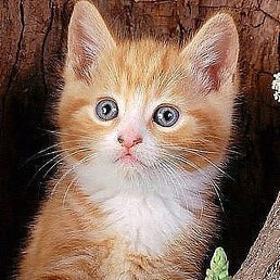 ���������, ���������, 32 ����