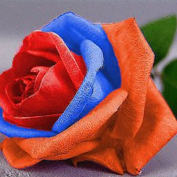 �...!!!, ������ ��������, 85 ���