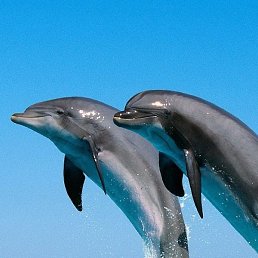 ��������, ������, 47 ���