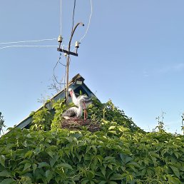 ������, ����������, 52 ����