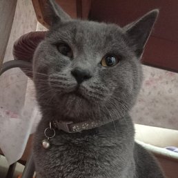 ����, ������, 62 ����