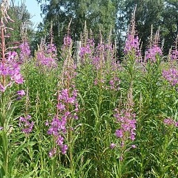 Nadin, �������, 35 ���