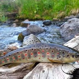 ���� �����, �����-���������, 35 ��� - ��������� 6 �������� 2023